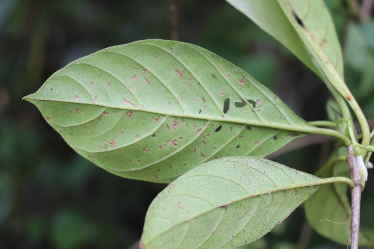 Timonius flavescens (Jacq.) Baker